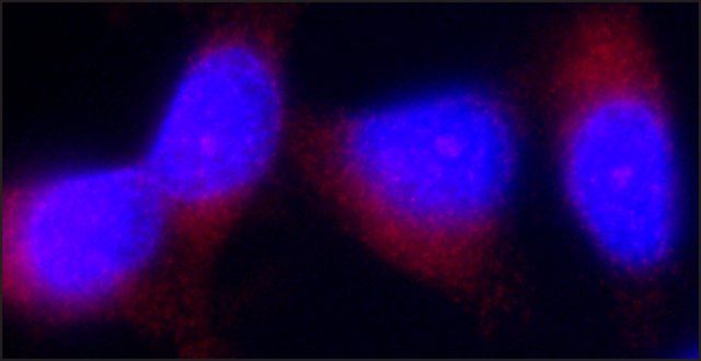 Anti-Tensin 3 antibody, Mouse monoclonal