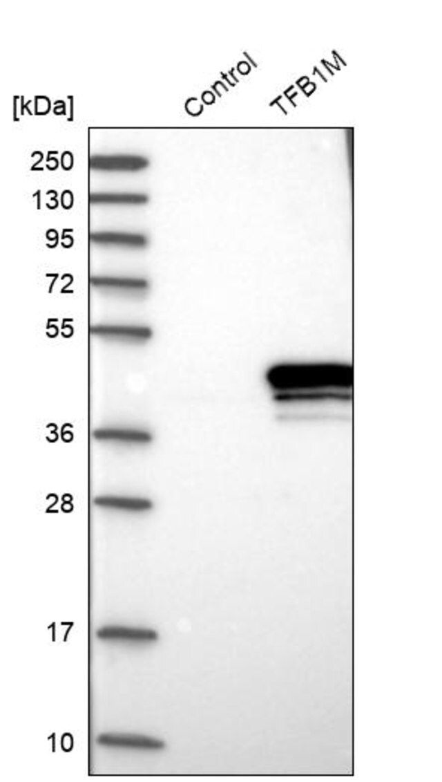 Anti-TFB1M antibody produced in rabbit