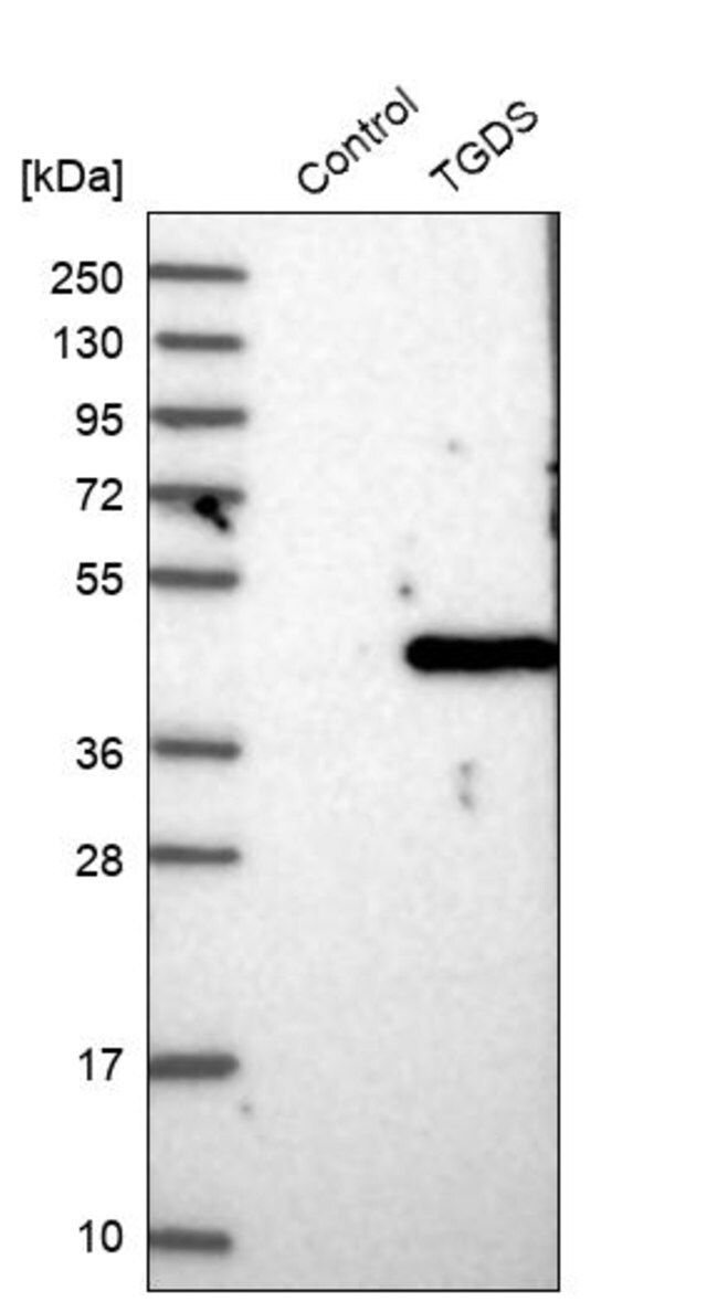 Anti-TGDS antibody produced in rabbit