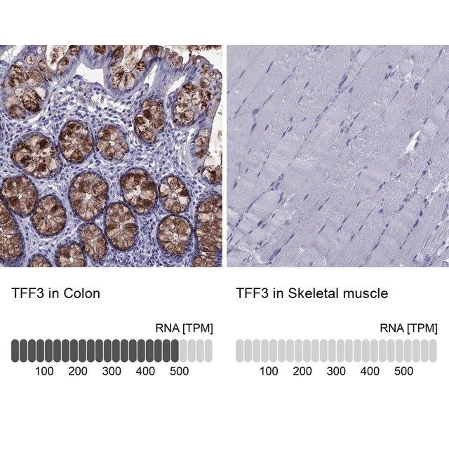 Anti-TFF3 antibody produced in rabbit