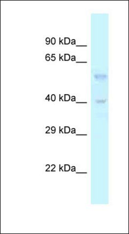 Anti-TGFB3 antibody produced in rabbit