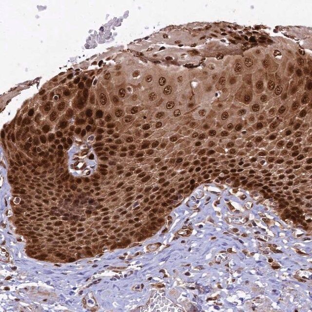 Anti-TGDS antibody produced in rabbit