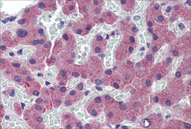 Anti-TFR2 (ab2) antibody produced in rabbit