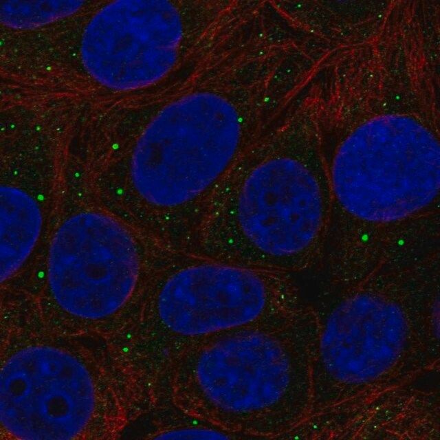 Anti-THBS3 antibody produced in rabbit