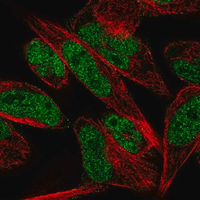 Anti-THAP1 antibody produced in rabbit