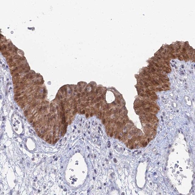 Anti-THAP4 antibody produced in rabbit