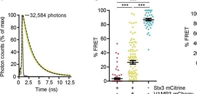 Anti-Syntaxin-3 Antibody, clone 1-146