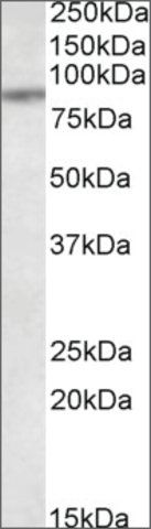 Anti-TAP1 antibody produced in goat