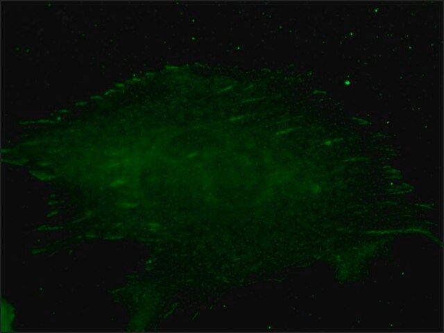 Anti-Talin antibody, Mouse monoclonal