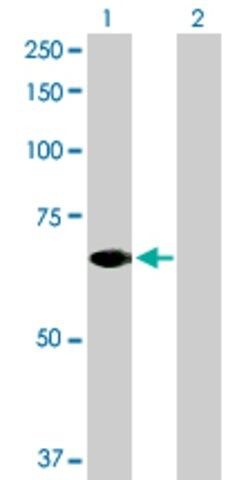 Anti-STAM2 antibody produced in rabbit