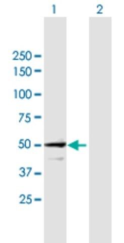 Anti-STAM antibody produced in mouse