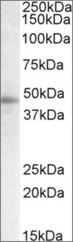 Anti-STAP2 (C-terminal) antibody produced in goat