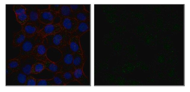 Anti-STAM-binding protein Antibody, clone 4D12.2