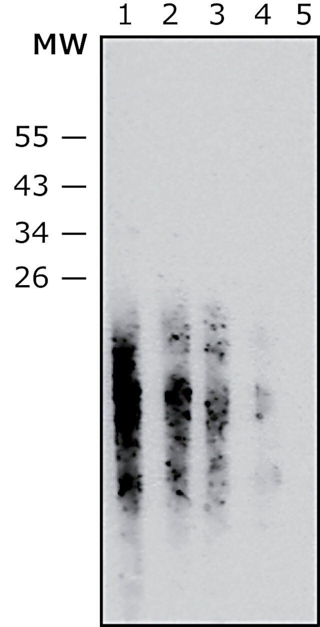 Anti-<i>Staphylococcus aureus</i> LTA antibody, Mouse monoclonal