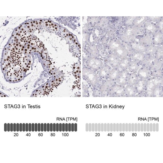 Anti-STAG3 antibody produced in rabbit