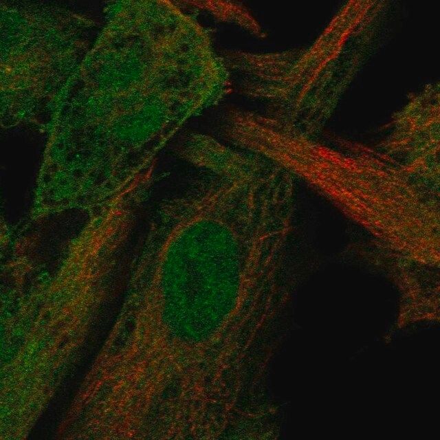 Anti-STAMBP antibody produced in rabbit