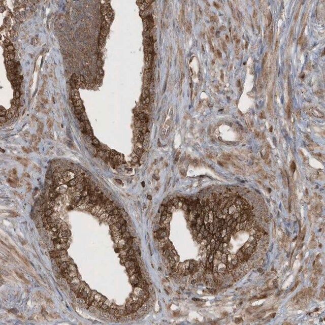 Anti-STAMBP antibody produced in rabbit