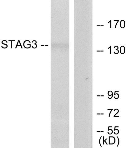 Anti-STAG3 antibody produced in rabbit