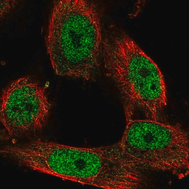 Anti-STAG1 antibody produced in rabbit