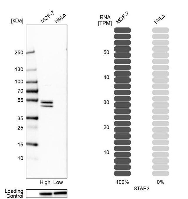 Anti-STAP2 antibody produced in rabbit