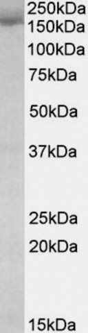 Anti-STAG2 antibody produced in goat