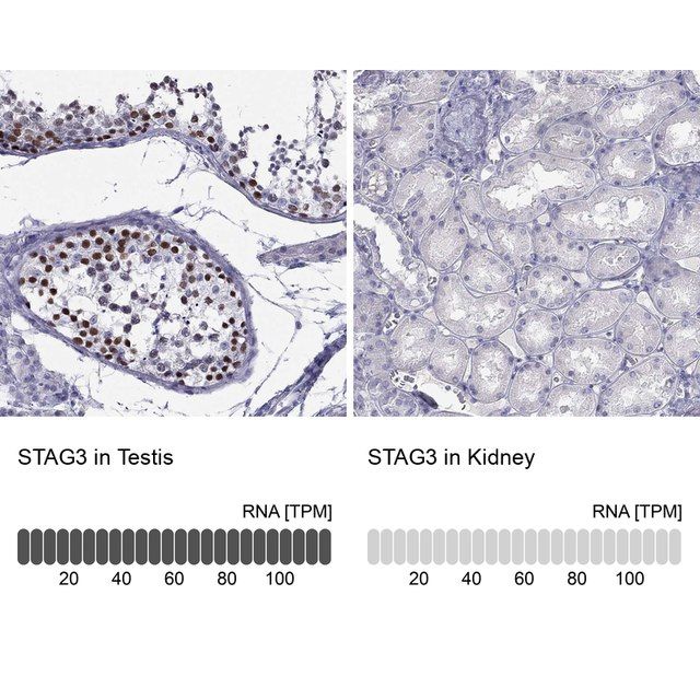 Anti-STAG3 antibody produced in rabbit