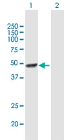 Anti-STAMBP antibody produced in mouse