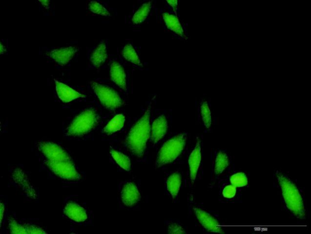 Anti-STAP1 antibody produced in rabbit