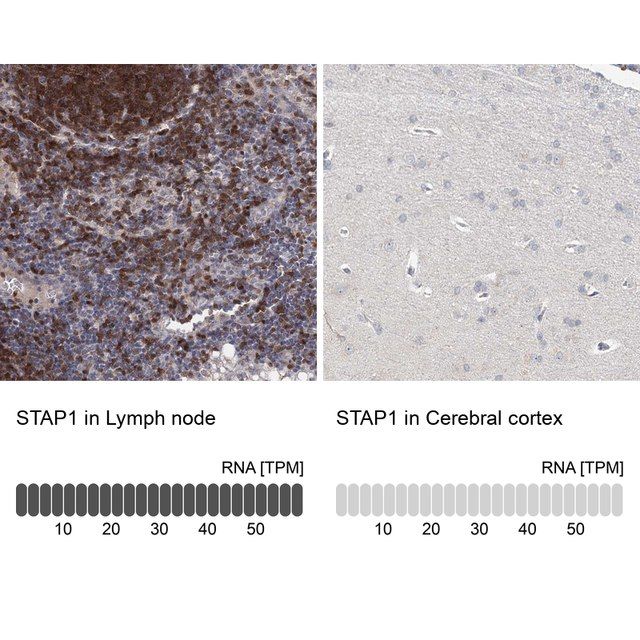 Anti-STAP1 antibody produced in rabbit