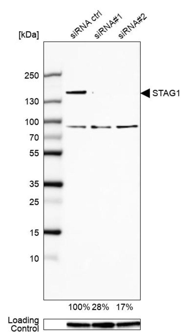 Anti-STAG1 antibody produced in rabbit