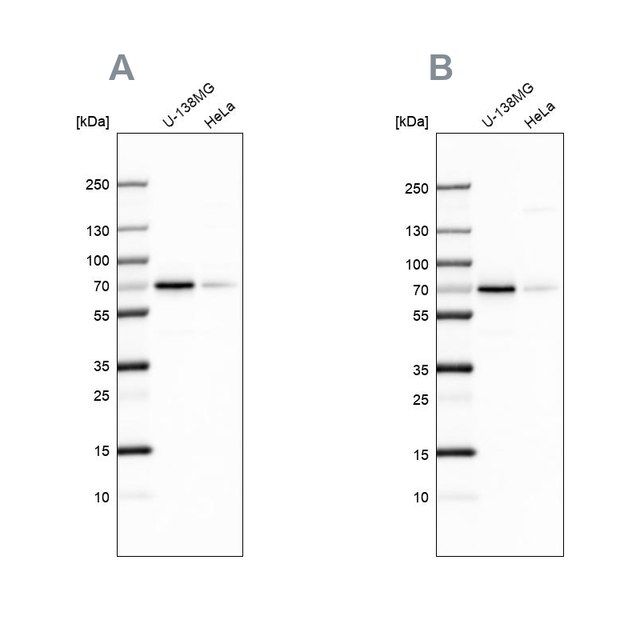 Anti-STAM2 antibody produced in rabbit