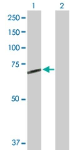 Anti-STS antibody produced in rabbit