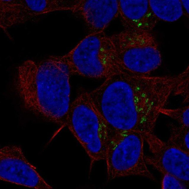 Anti-ST8SIA3 antibody produced in rabbit