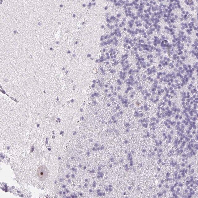 Anti-ST8SIA3 antibody produced in rabbit