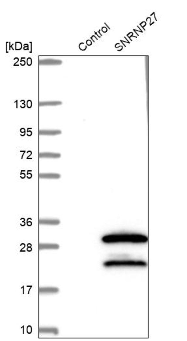 Anti-SNRNP27 antibody produced in rabbit