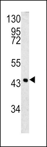 ANTI-SPB3(N-TERMINAL) antibody produced in rabbit