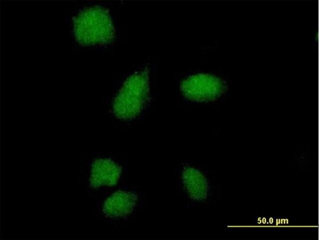 Anti-SMA4 antibody produced in mouse