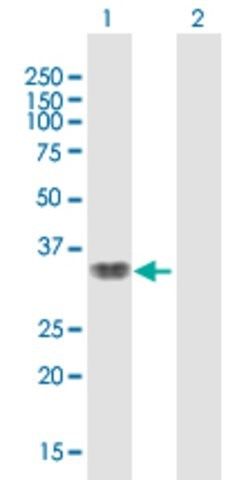 Anti-SMAD9 antibody produced in mouse