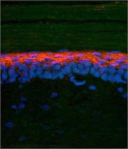 Anti-SMAD2, (N-terminal) antibody produced in rabbit