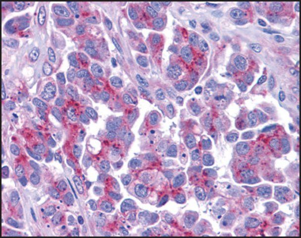 Anti-SMAC antibody produced in rabbit