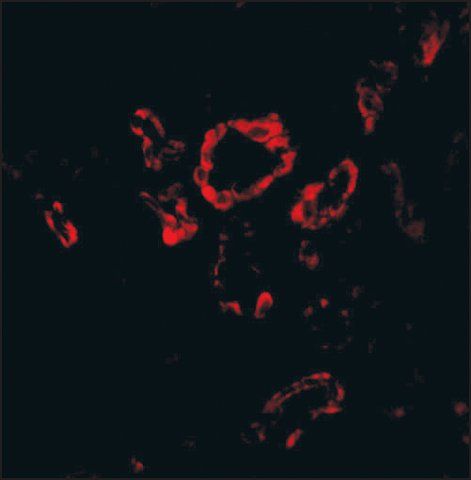 Anti-Slug (ab2) antibody produced in rabbit