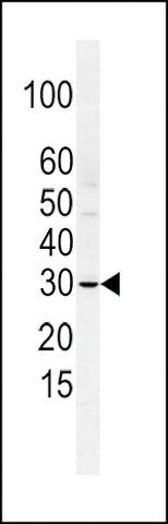 ANTI-SLUG (N-TERM K9) antibody produced in rabbit