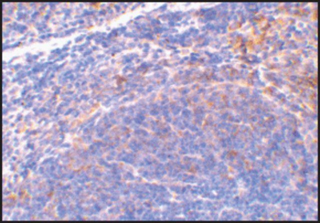 Anti-SMAC antibody produced in rabbit