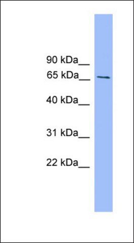 Anti-SMAD4 antibody produced in rabbit