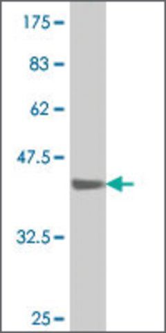 ANTI-SMAD1 antibody produced in mouse