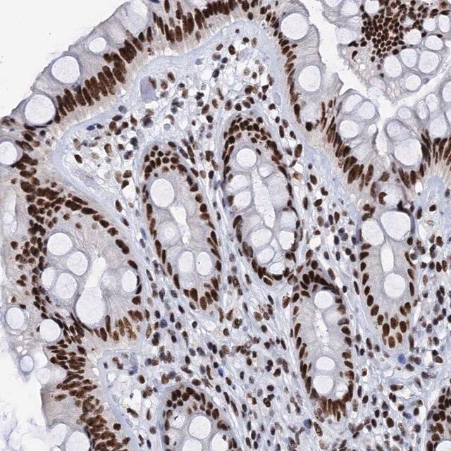 Anti-SLTM antibody produced in rabbit