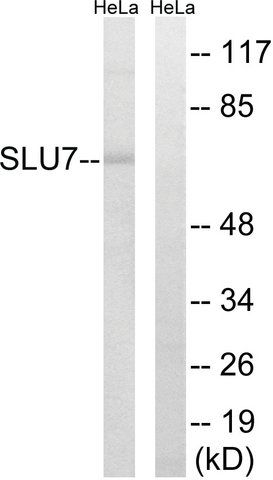 Anti-SLU7 antibody produced in rabbit