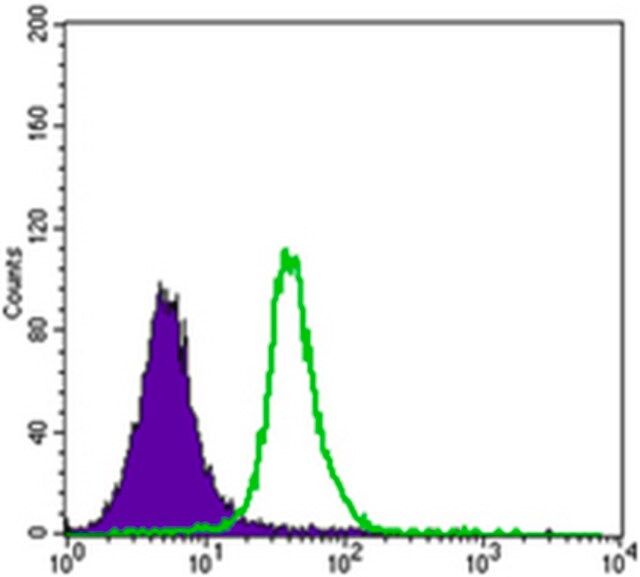 Anti-SMAD5 Antibody, clone 3H9