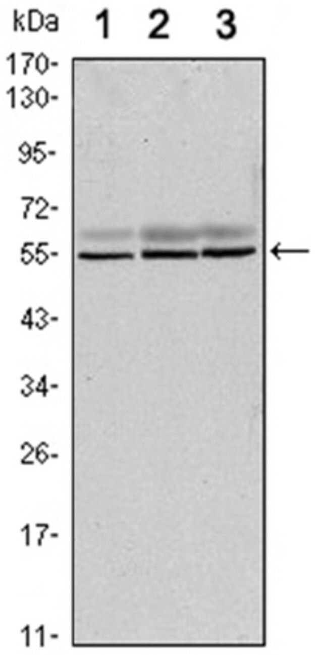 Anti-SMAD6 Antibody, clone 5H3