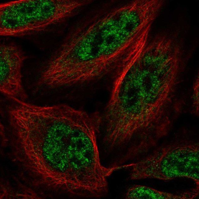 Anti-SLU7 antibody produced in rabbit